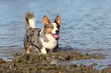 CORGI CARDIGAN 112